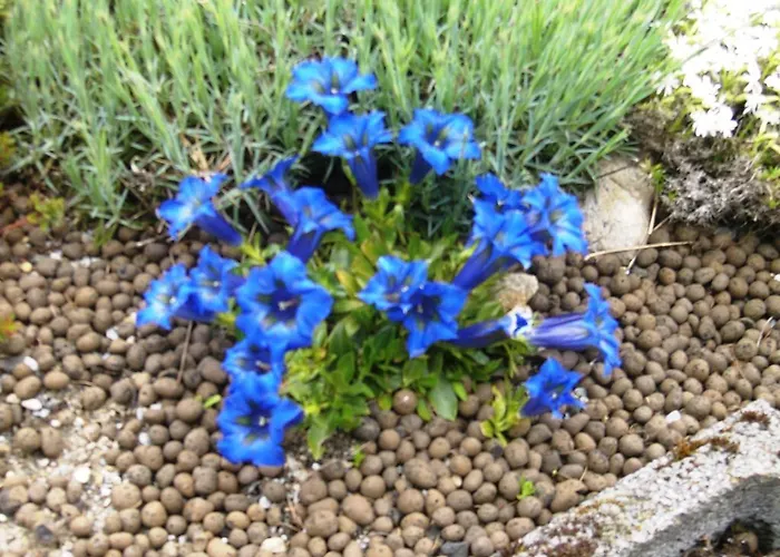 公寓 科妮莉亚公寓 *